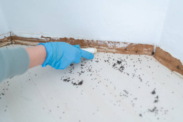 Reliable Dover, NJ Pest Control Solutions